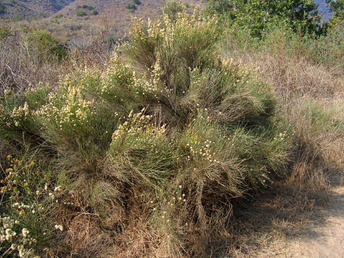 Lepidospartum squamatum (California Broomsage)