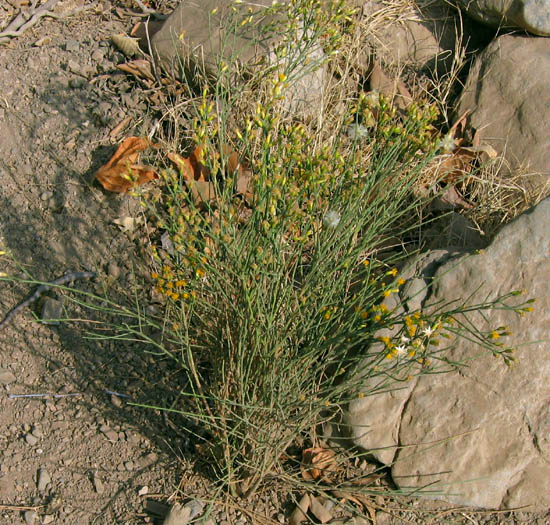 Lepidospartum squamatum (California Broomsage) (alternate view 2)
