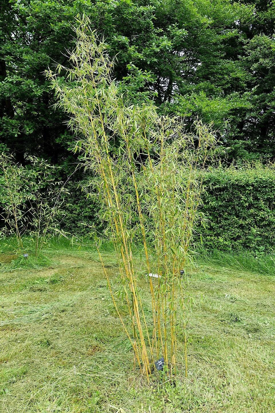 Fargesia robusta (Robust Bamboo) (alternate view 4)