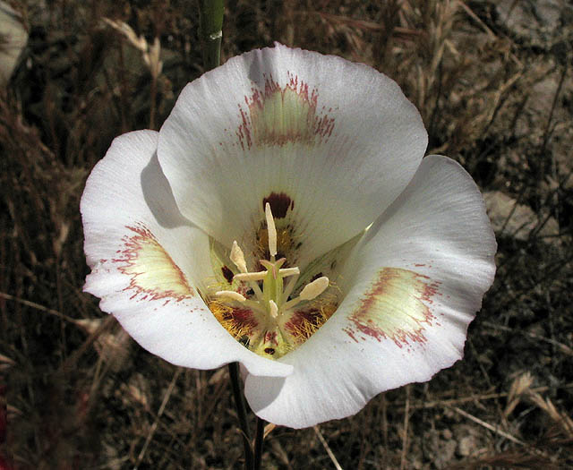 Calochortus venustus (Butterfly Mariposa Lily) (alternate view 2)