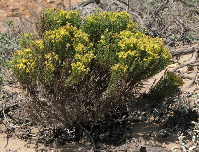 Ericameria ericoides (California Goldenbush) (alternate view 6)