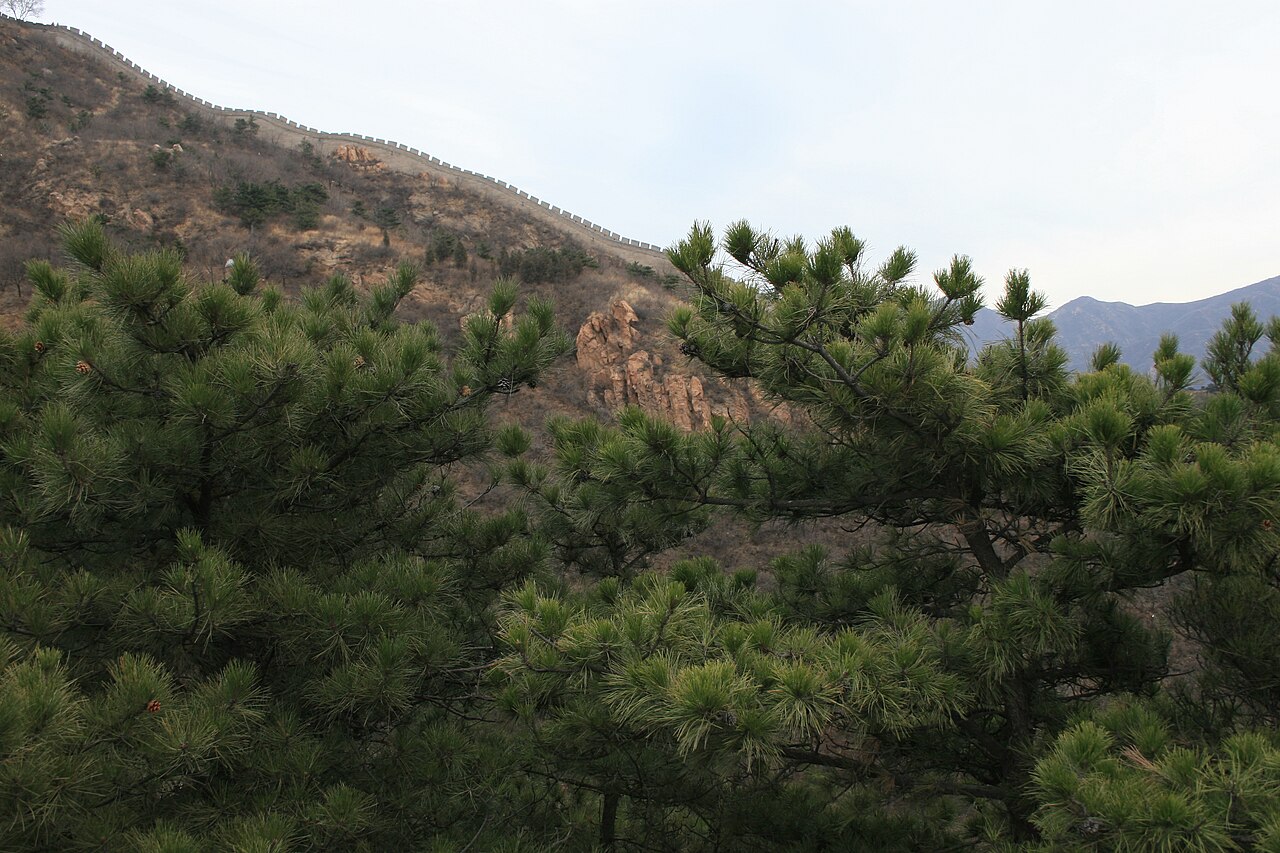 Pinus tabuliformis, Chinese red pine — upright evergreen (Pinaceae) (image 3 of 10)