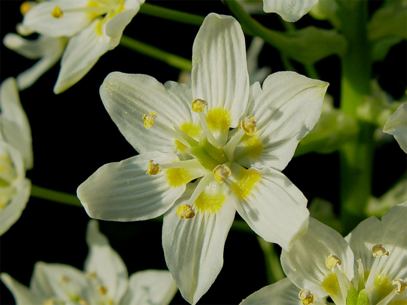 Toxicoscordion fremontii (Fremont's Death Camas) (alternate view 7)