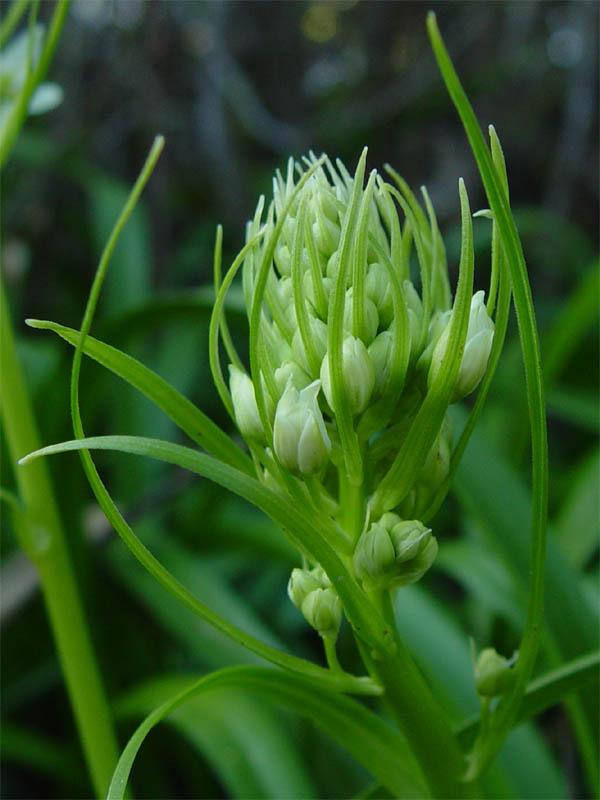 Toxicoscordion fremontii (Fremont's Death Camas) (alternate view 8)