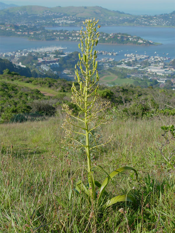 Toxicoscordion fremontii (Fremont's Death Camas) (alternate view 9)