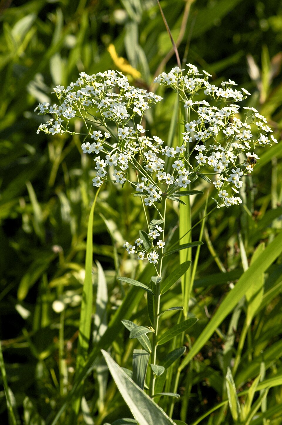 Euphorbia corollata (flowering spurge) (alternate view 2)