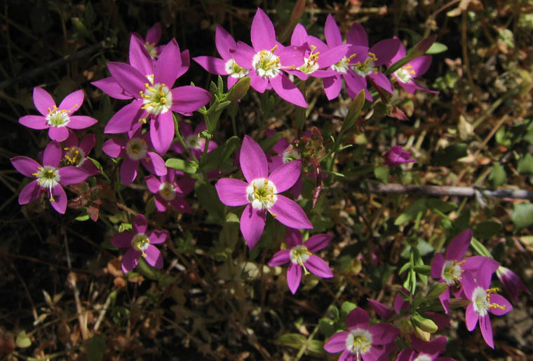 Zeltnera venusta (California Centaury) (alternate view 6)