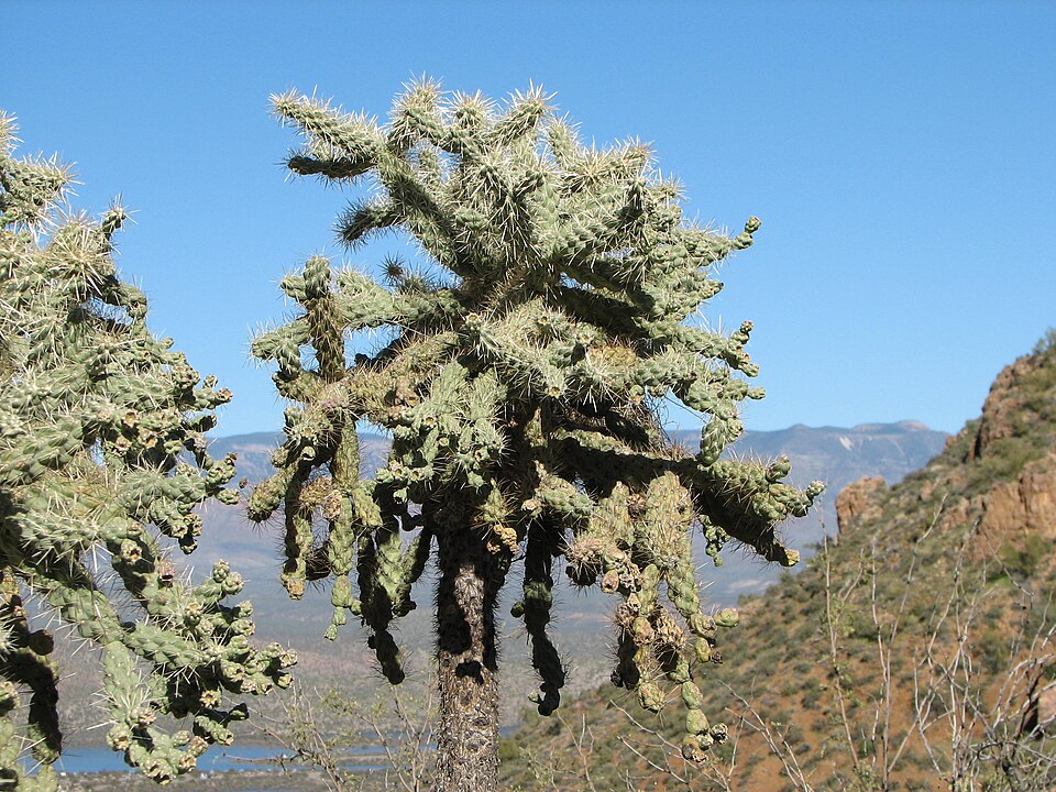 Cylindropuntia fulgida (Chain-fruit Cholla) (alternate view 6)