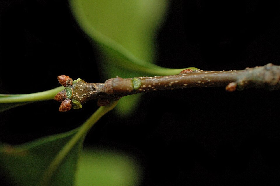 Quercus laurifolia (swamp laurel oak) (alternate view 6)