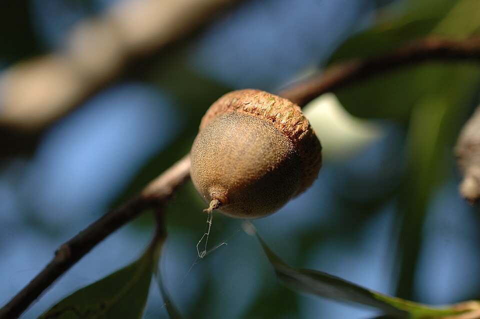 Quercus laurifolia (swamp laurel oak) (alternate view 7)