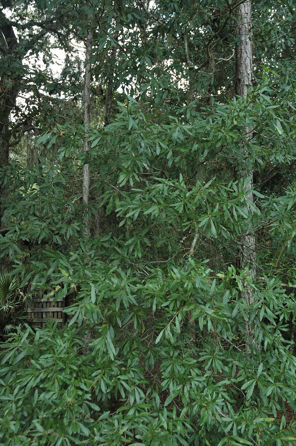 Quercus laurifolia (swamp laurel oak) (alternate view 8)
