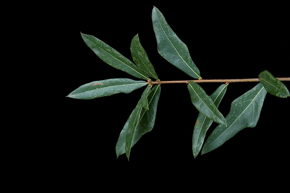 Quercus laurifolia (swamp laurel oak) (alternate view 9)
