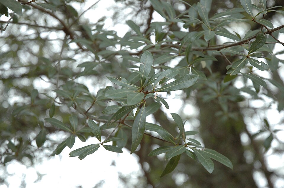 Quercus hemisphaerica (Darlington Oak) (alternate view 7)
