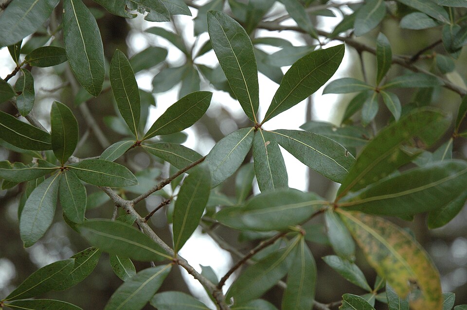 Quercus hemisphaerica (Darlington Oak) (alternate view 9)