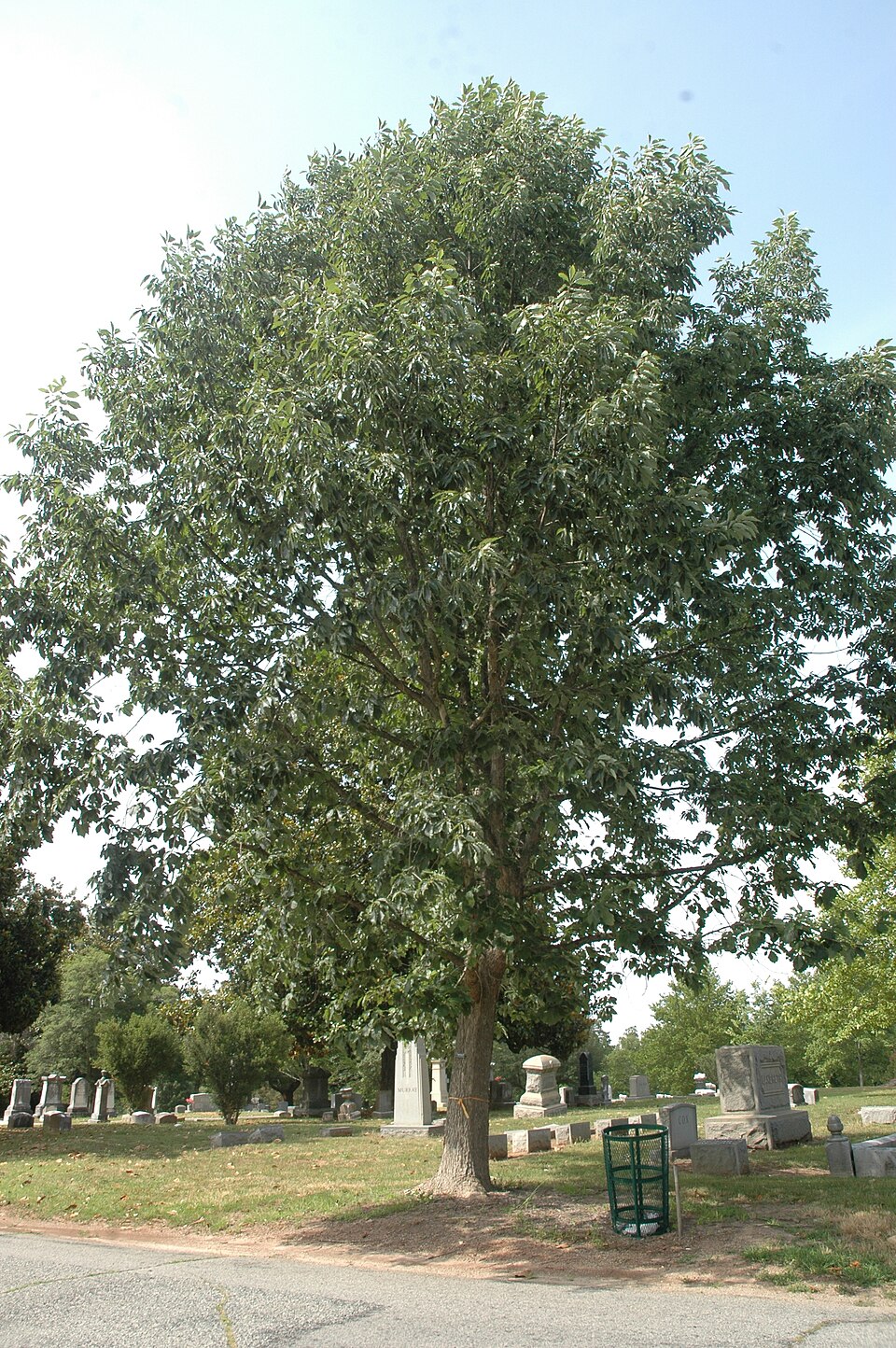 Quercus muehlenbergii (chinkapin oak) (alternate view 5)