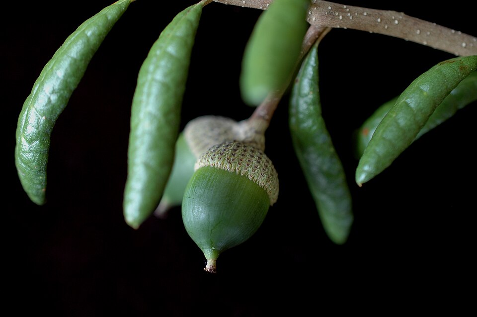 Quercus geminata (sand live oak) (alternate view 6)