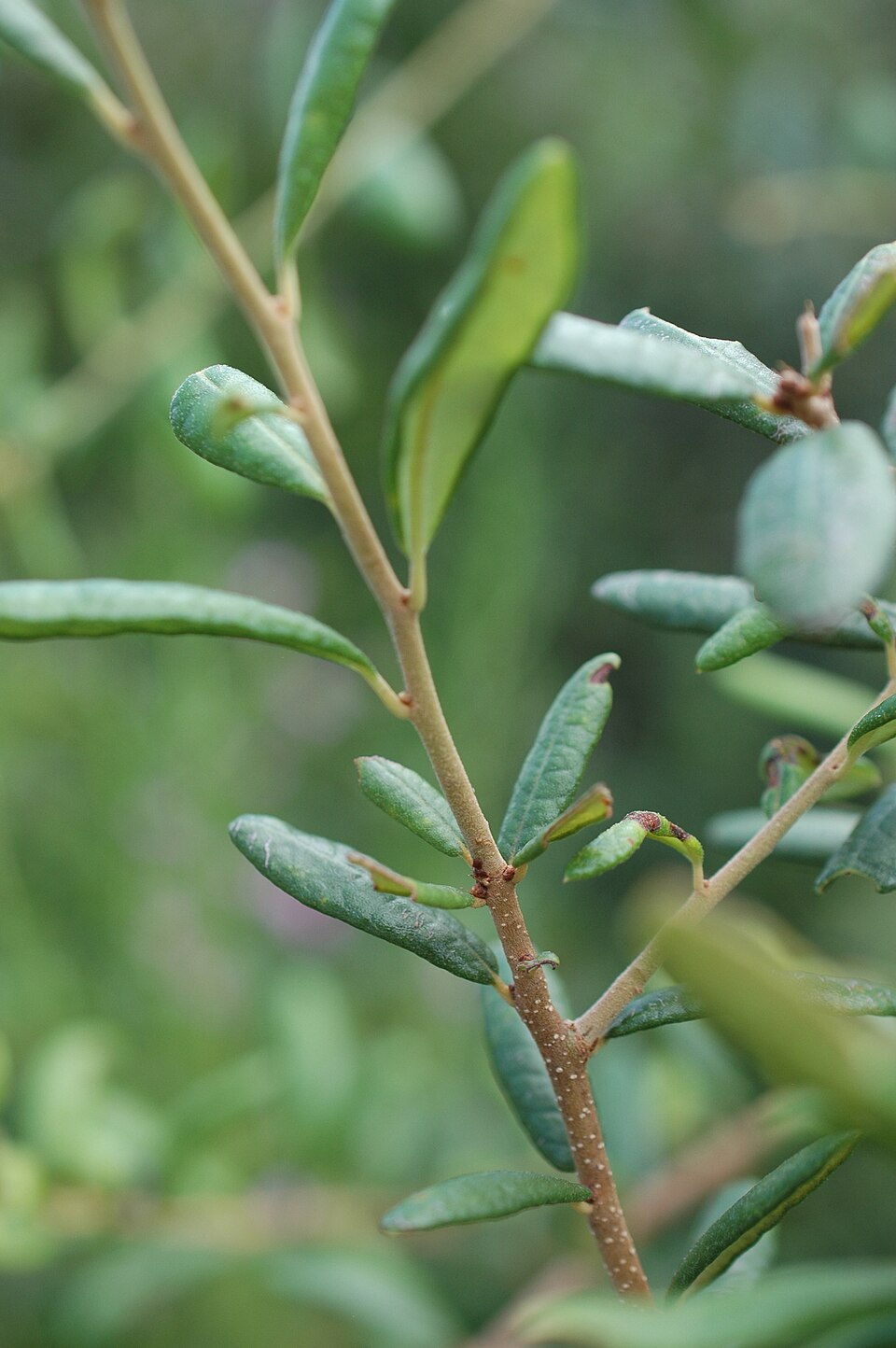 Quercus geminata (sand live oak) (alternate view 7)