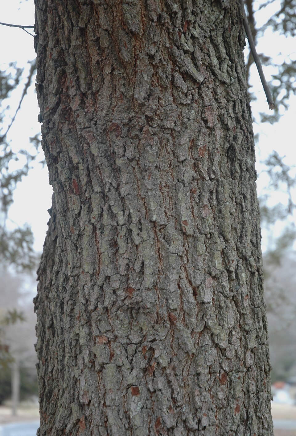Quercus geminata (sand live oak) (alternate view 8)