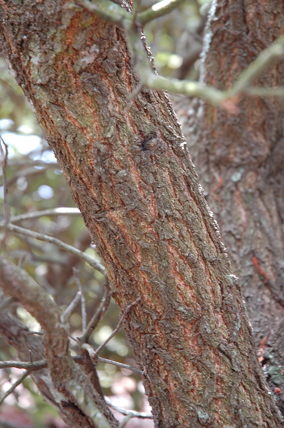 Quercus geminata (sand live oak) (alternate view 9)