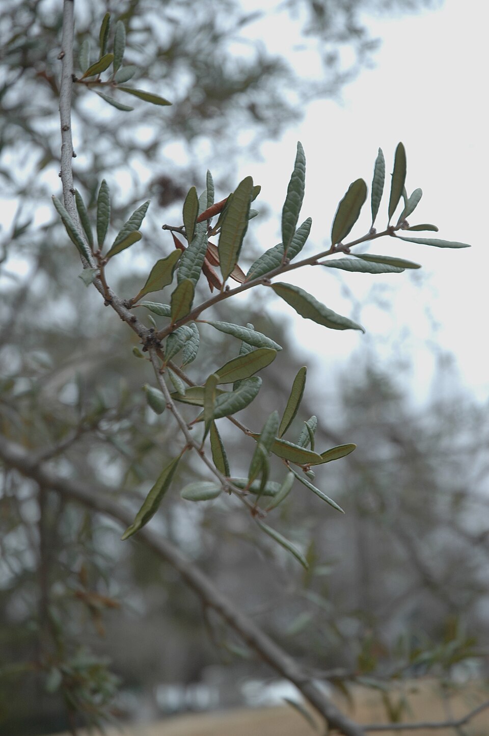 Quercus geminata (sand live oak) (alternate view 10)