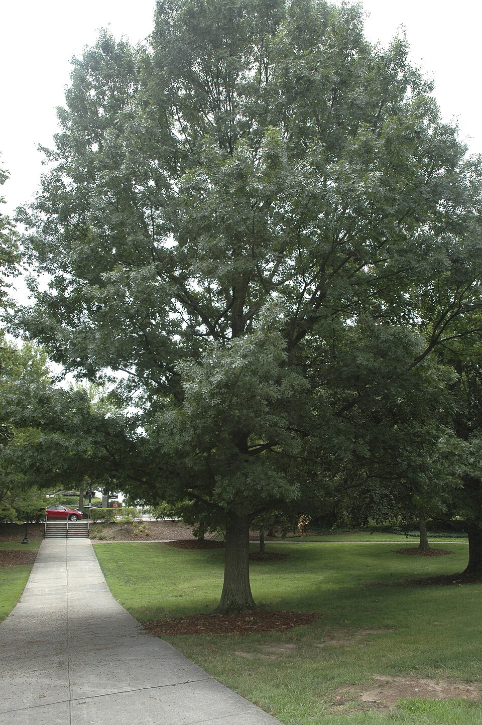 Quercus shumardii (Shumard Oak Tree) (alternate view 8)