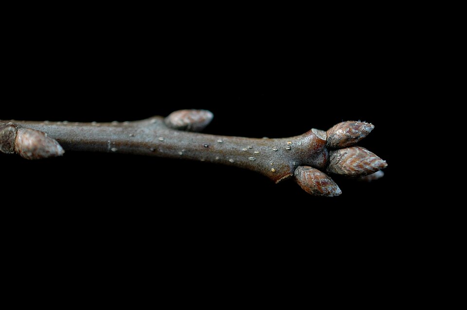 Quercus shumardii (Shumard Oak Tree) (alternate view 11)