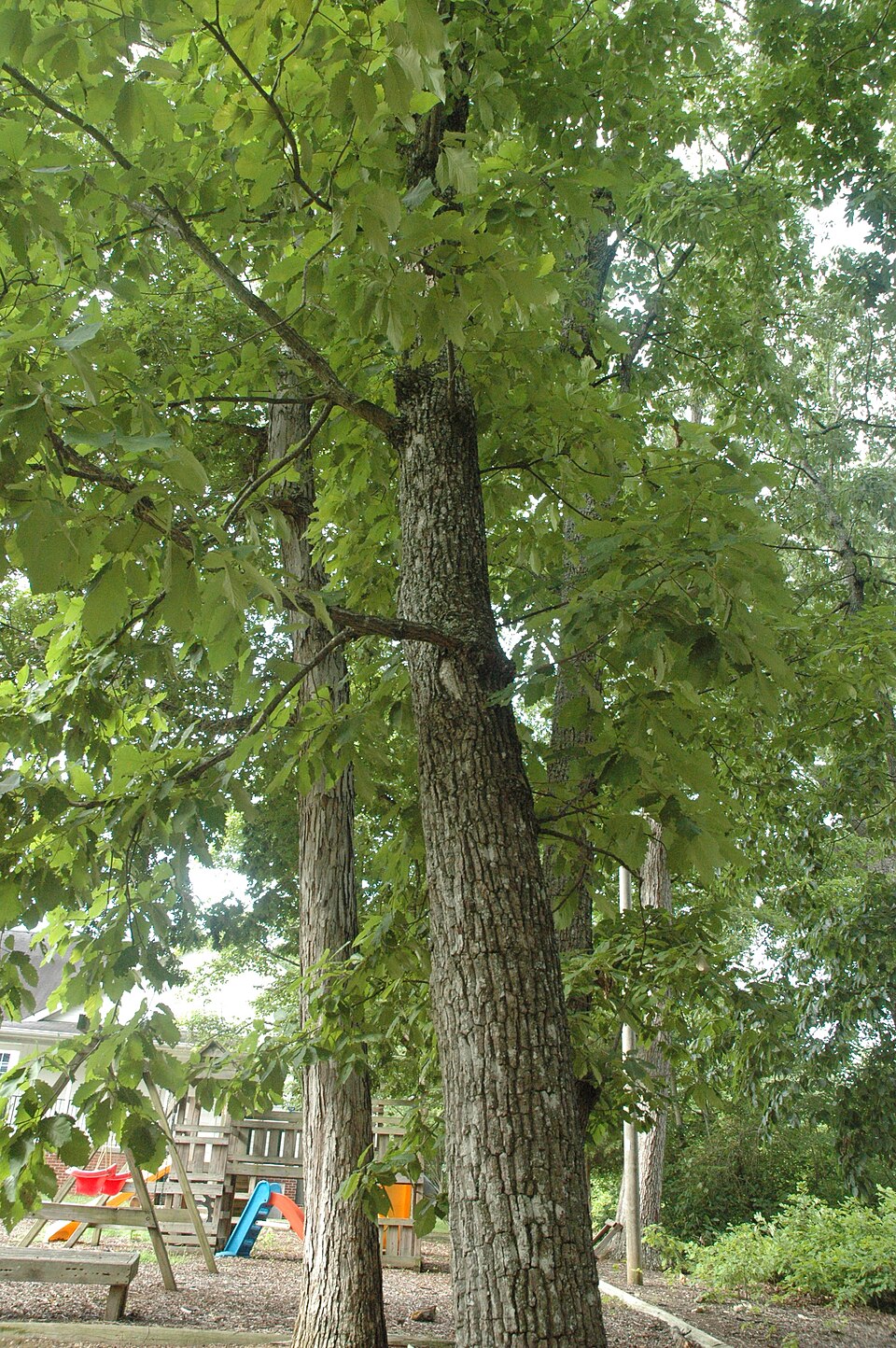 Quercus montana (chestnut oak)