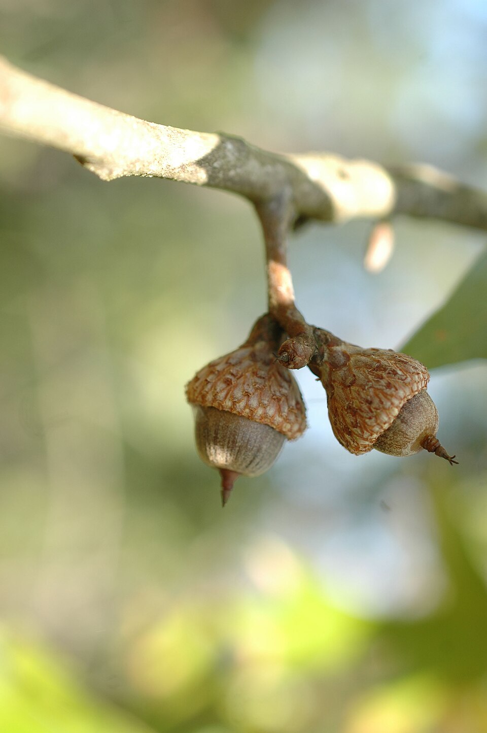 Quercus laevis (American turkey oak) (alternate view 9)
