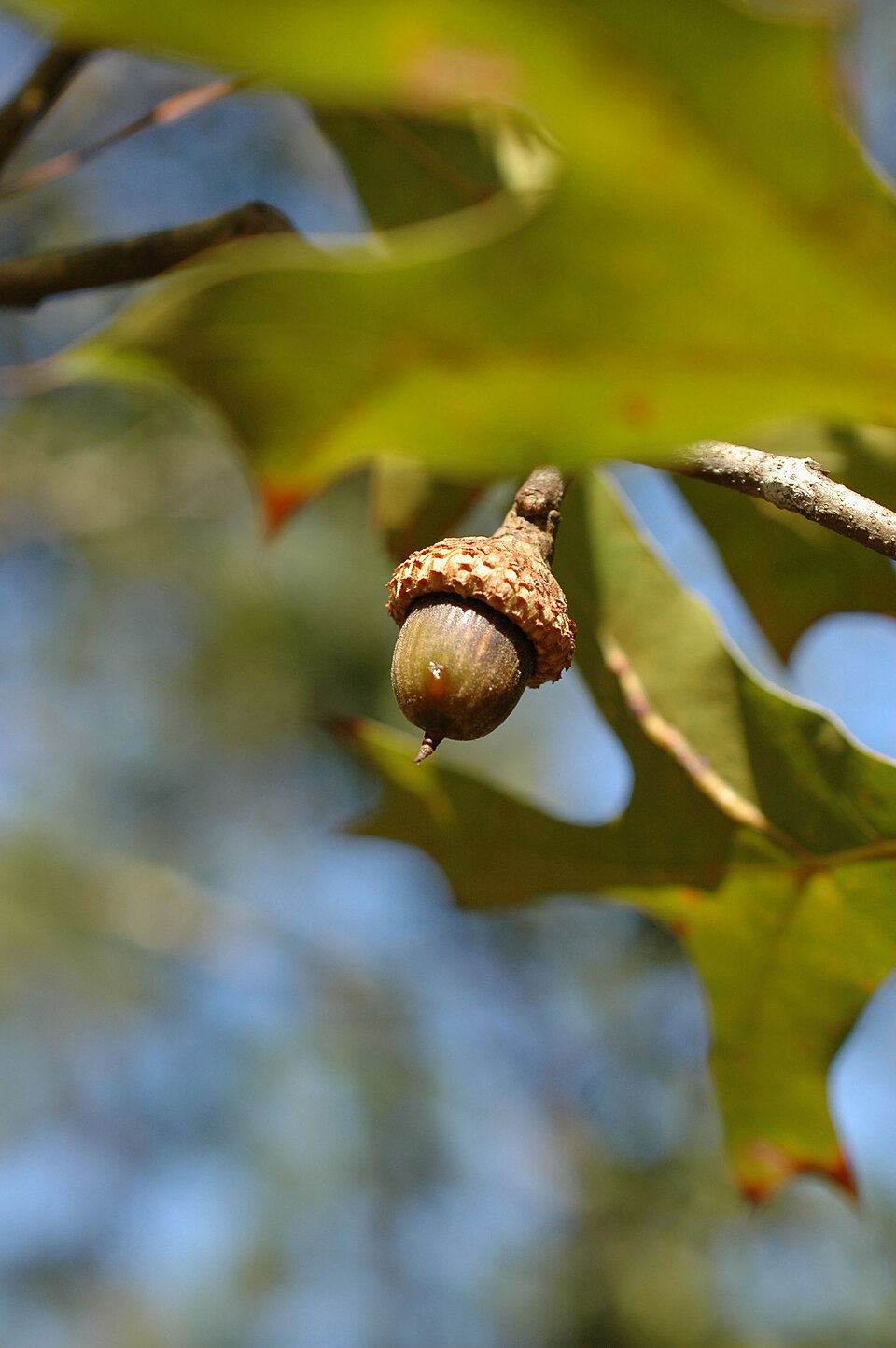 Quercus laevis (American turkey oak) (alternate view 10)
