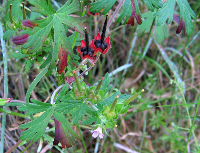 Geranium carolinianum (Carolina crane's-bill)