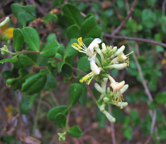 Lonicera subspicata (Southern Honeysuckle) (alternate view 6)