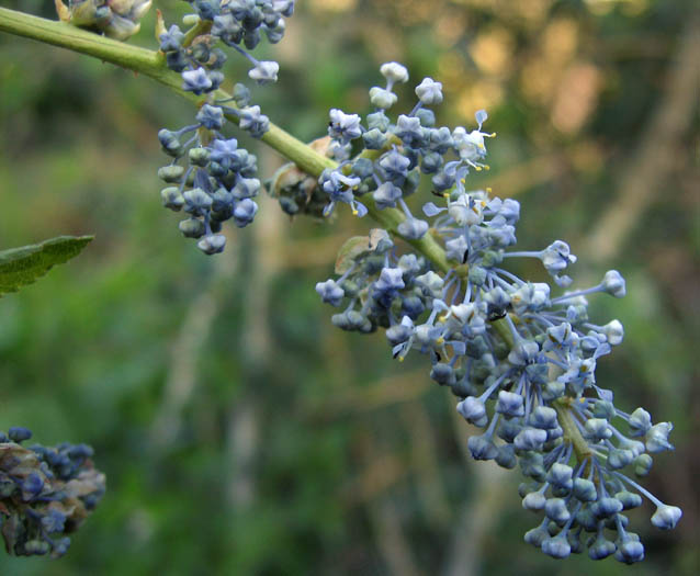 Ceanothus leucodermis (chaparral whitethorn) (alternate view 6)