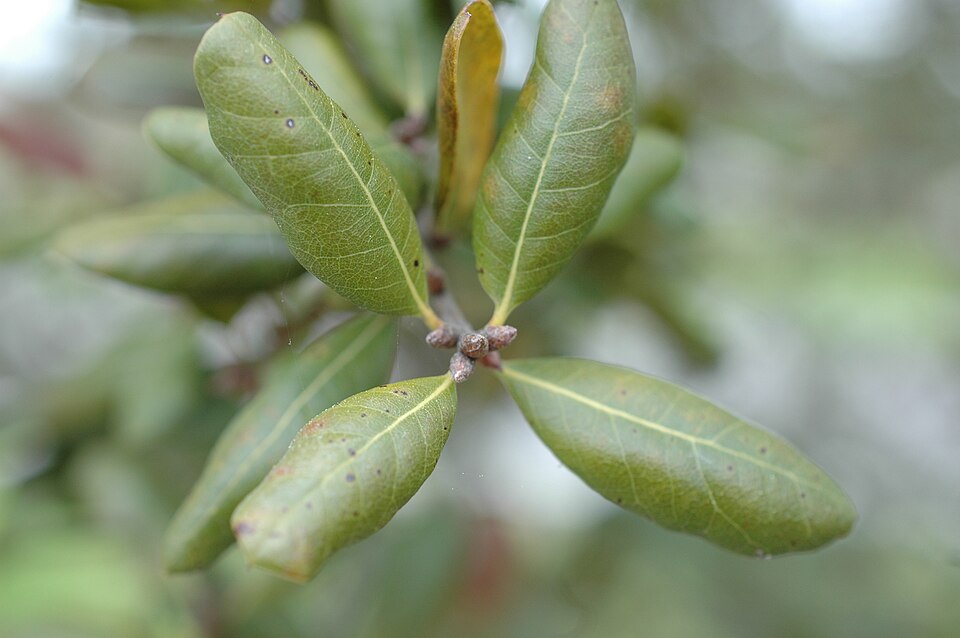 Quercus myrtifolia (Myrtle Oak) (alternate view 6)