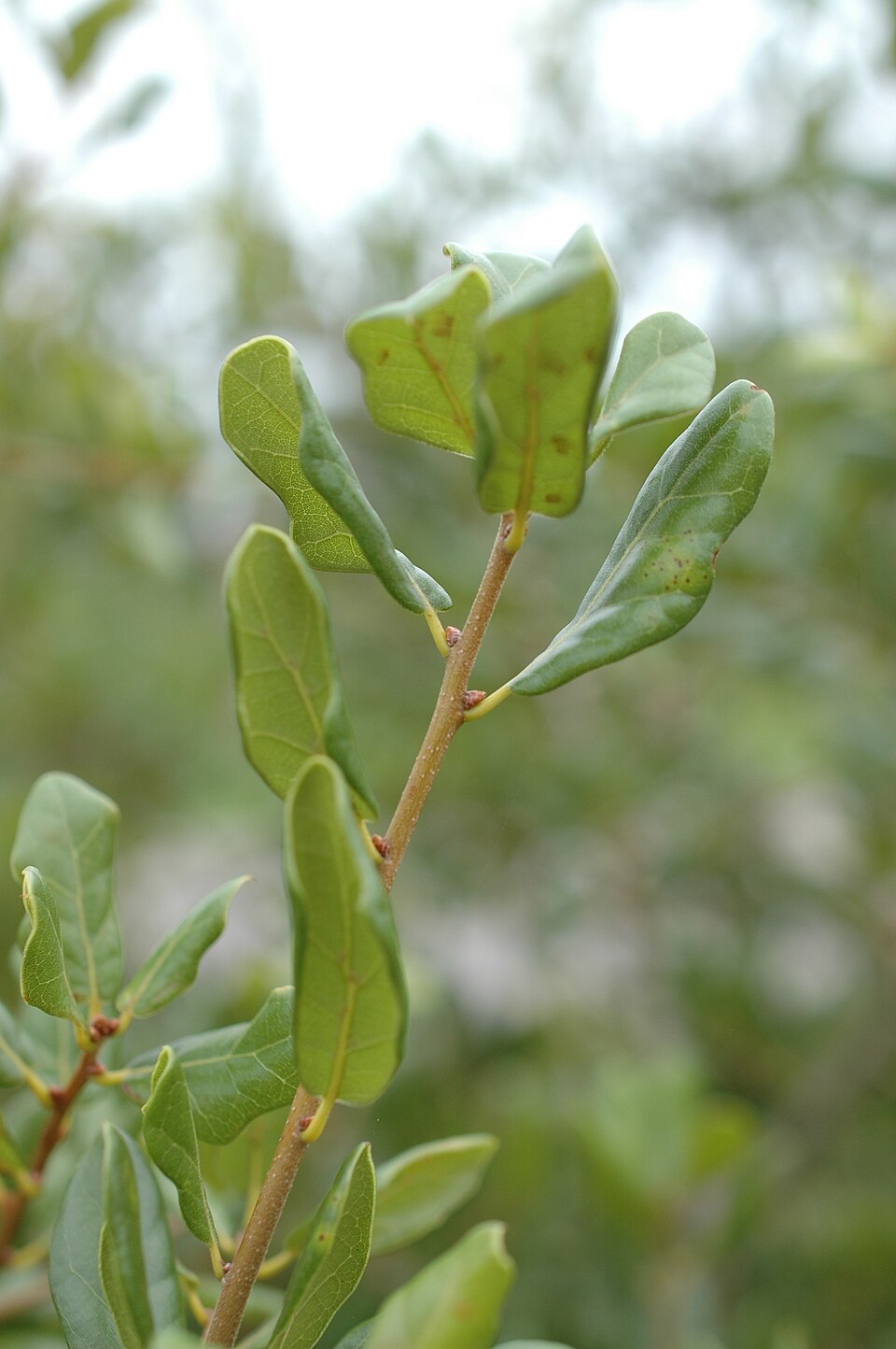 Quercus myrtifolia (Myrtle Oak) (alternate view 7)