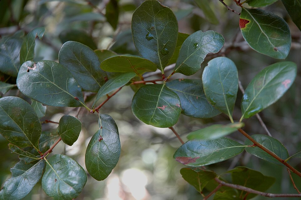 Quercus myrtifolia (Myrtle Oak) (alternate view 8)