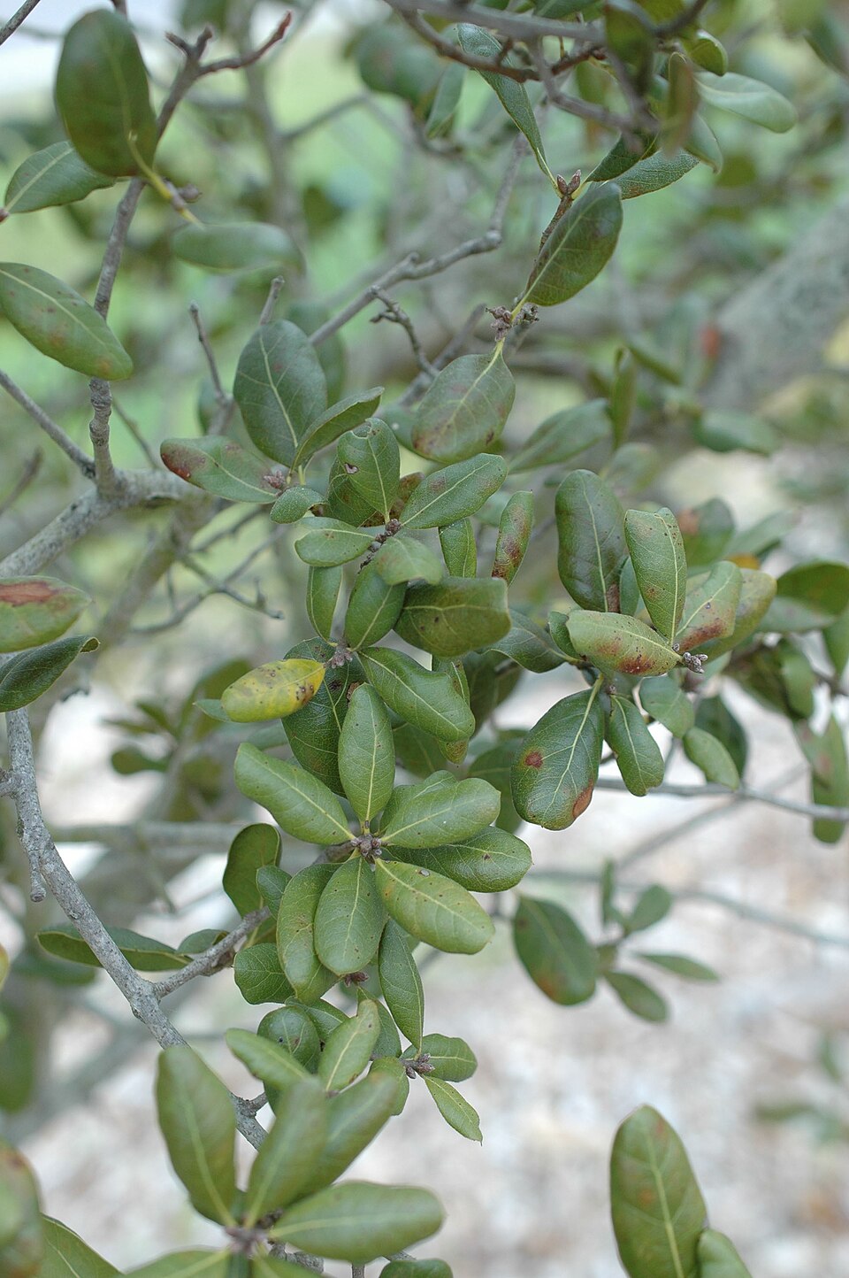 Quercus myrtifolia (Myrtle Oak) (alternate view 10)