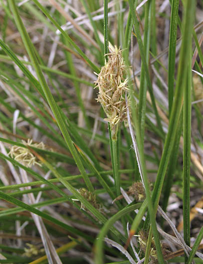 Carex praegracilis (Clustered Field Sedge)