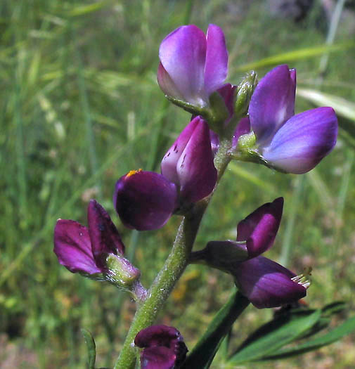 Lupinus truncatus (collared annual lupine)