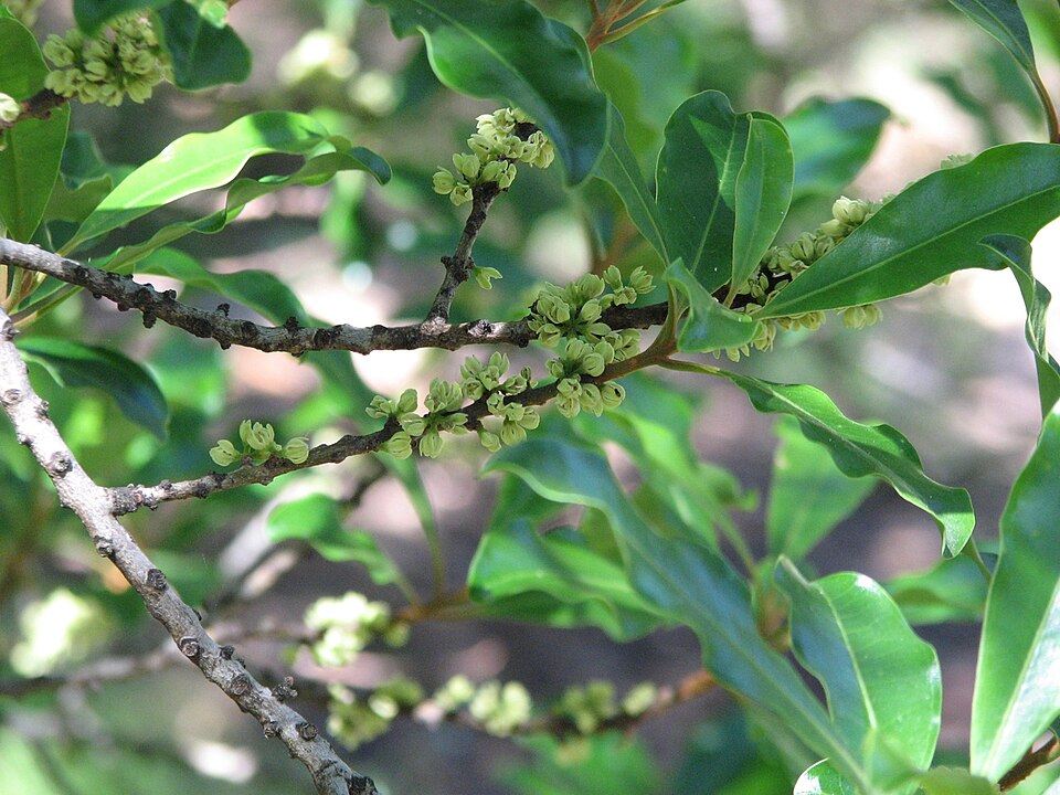 Myrsine howittiana (Brush Muttonwood)