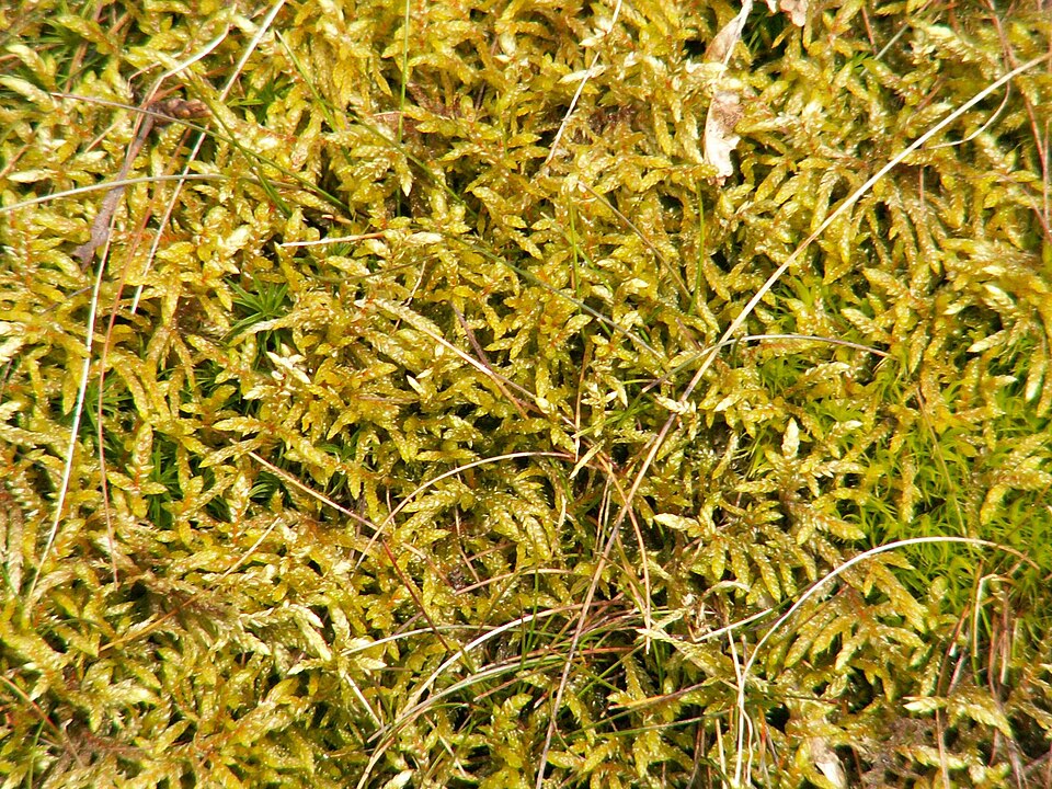 Pleurozium schreberi (Red-stemmed Feather Moss)