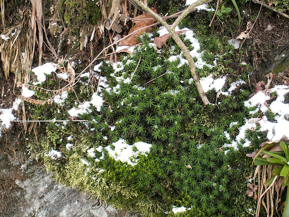 Polytrichum formosum (Bank Haircap Moss)