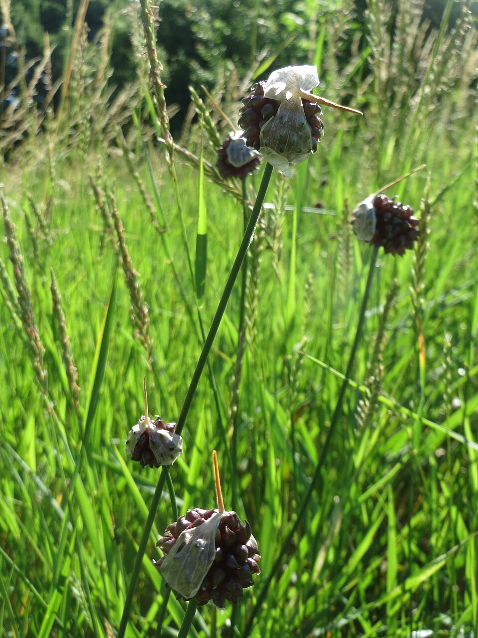 Allium vineale (wild garlic)