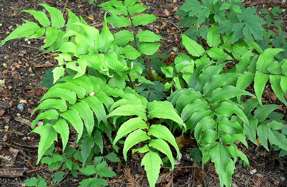 Cyrtomium falcatum (Japanese Holly Fern) (alternate view 2)