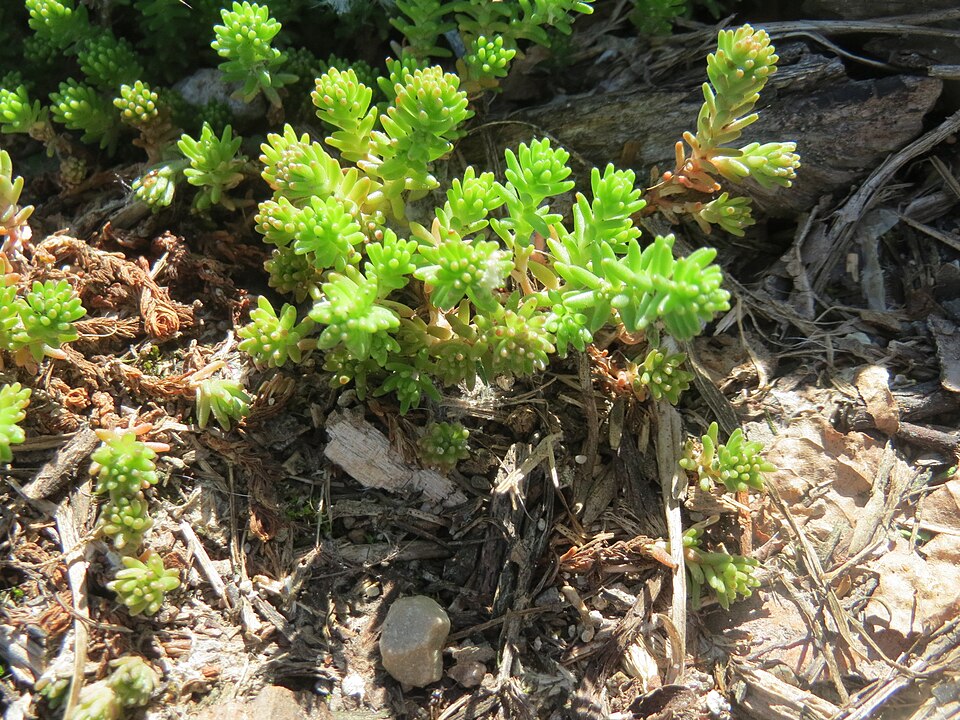 Sedum sexangulare (alternate view 11)