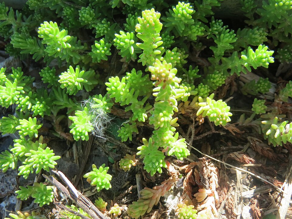 Sedum sexangulare (alternate view 12)