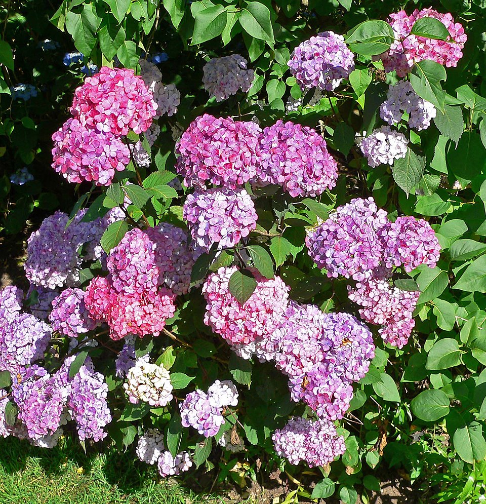 Hydrangea serrata 'Preziosa' (Preziosa Hydrangea)