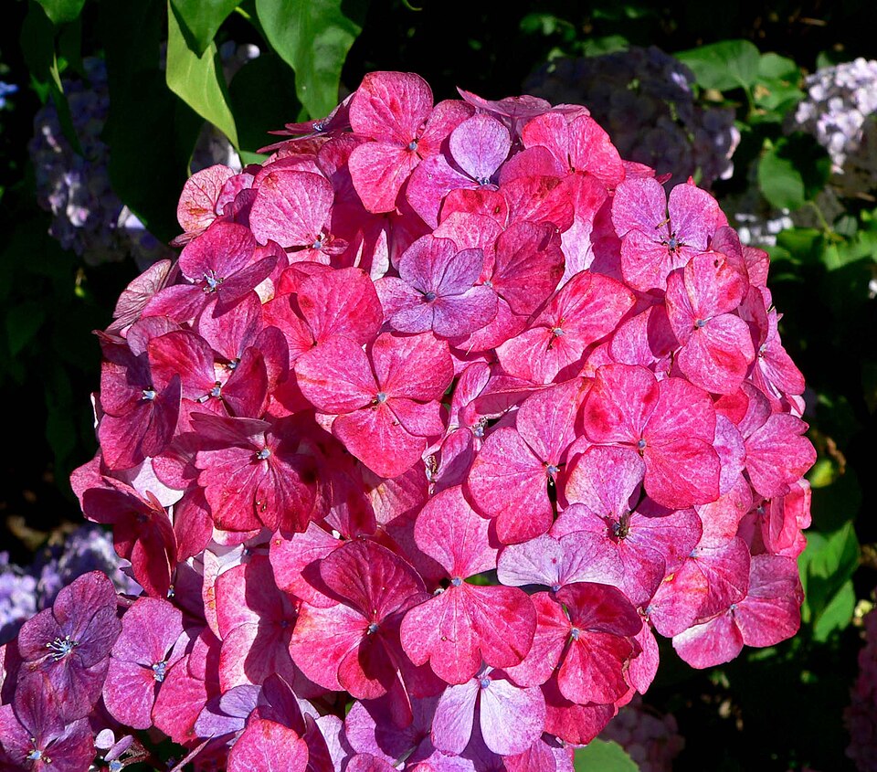 Hydrangea serrata 'Preziosa' (Preziosa Hydrangea) (alternate view 2)