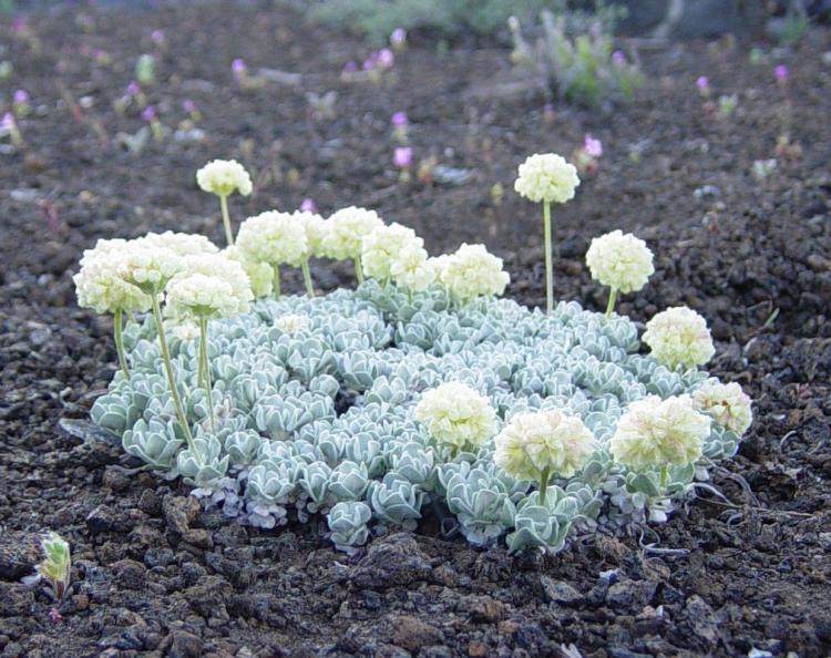 Eriogonum ovalifolium (cushion buckwheat) (alternate view 6)