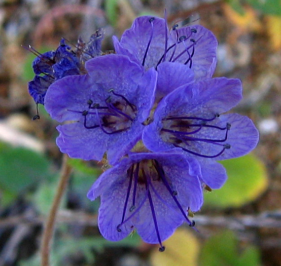 Phacelia distans (distant phacelia)