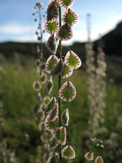 Thysanocarpus curvipes (sand fringepod)